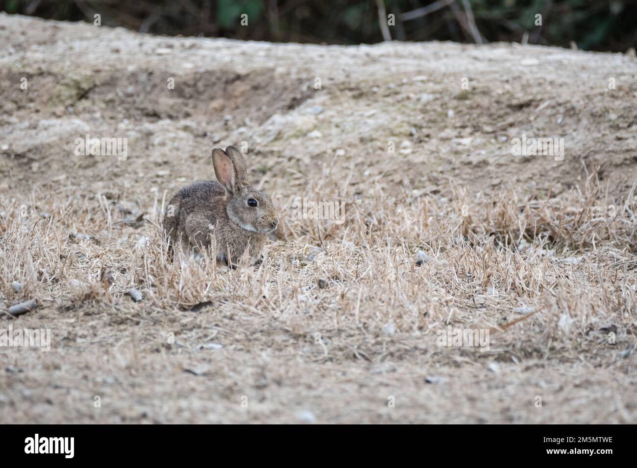 Europäisches Kaninchen, Oryctolagus cuniculus, am Boden, Ivars d'Urgell, Katalonien, Spanien Stockfoto