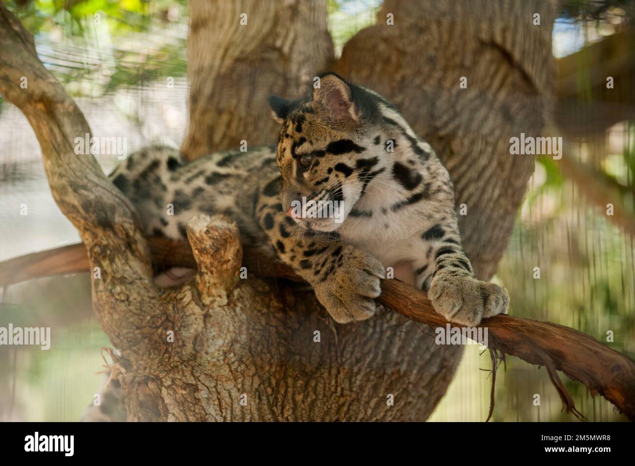 Ein etwa vier Monate altes, wolkiges Leopardenjunge (Neofelis nebulosa) im Nashville, Tennessee Zoo. Stockfoto