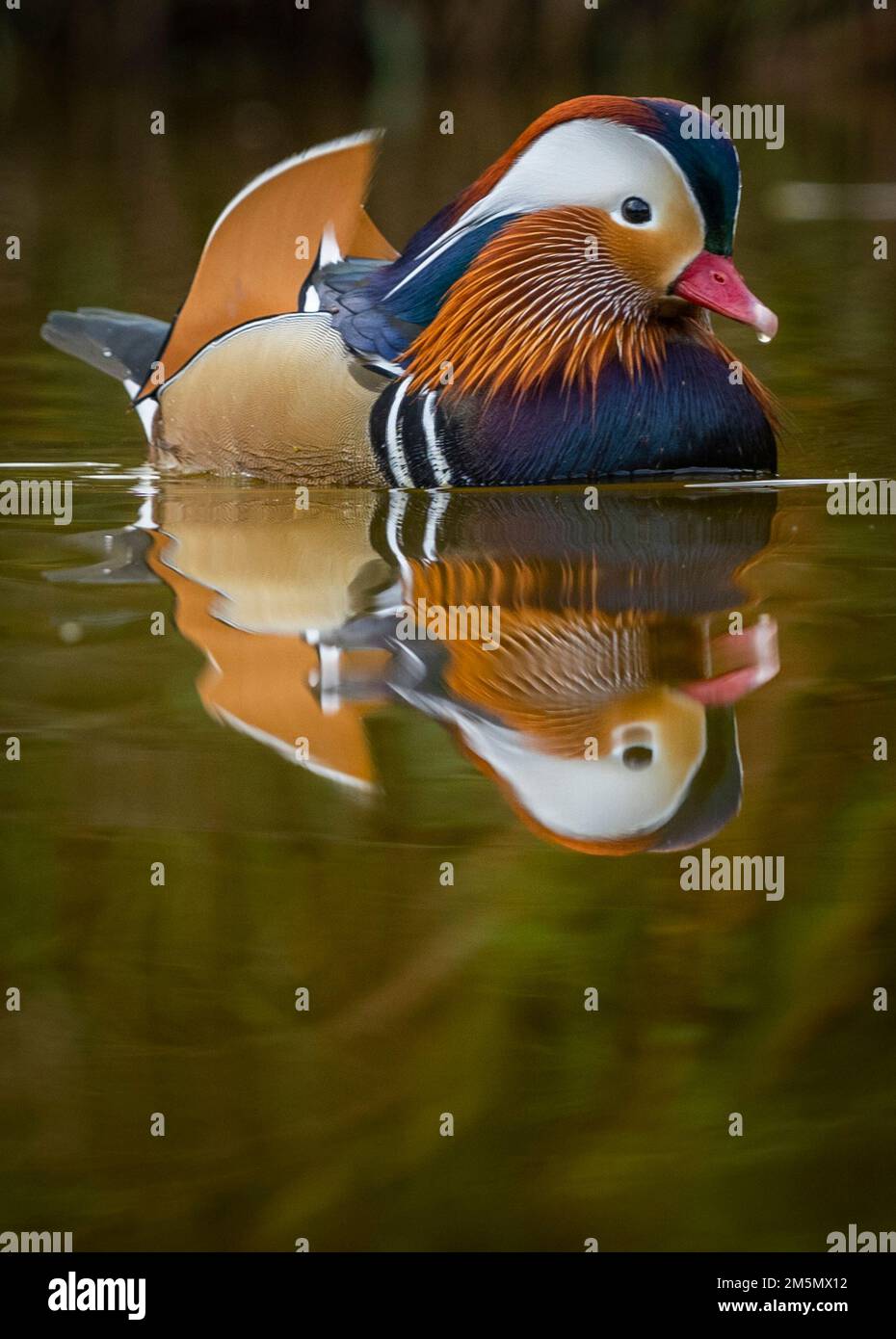 Louth, Lincolnshire, England. Double Ducks“ Eine farbenfrohe Manderinente, die auf einem kleinen Ententeich in der Nähe von Louth in Lincolnshire, England, abgebildet ist. Eine hübsche Eins Stockfoto