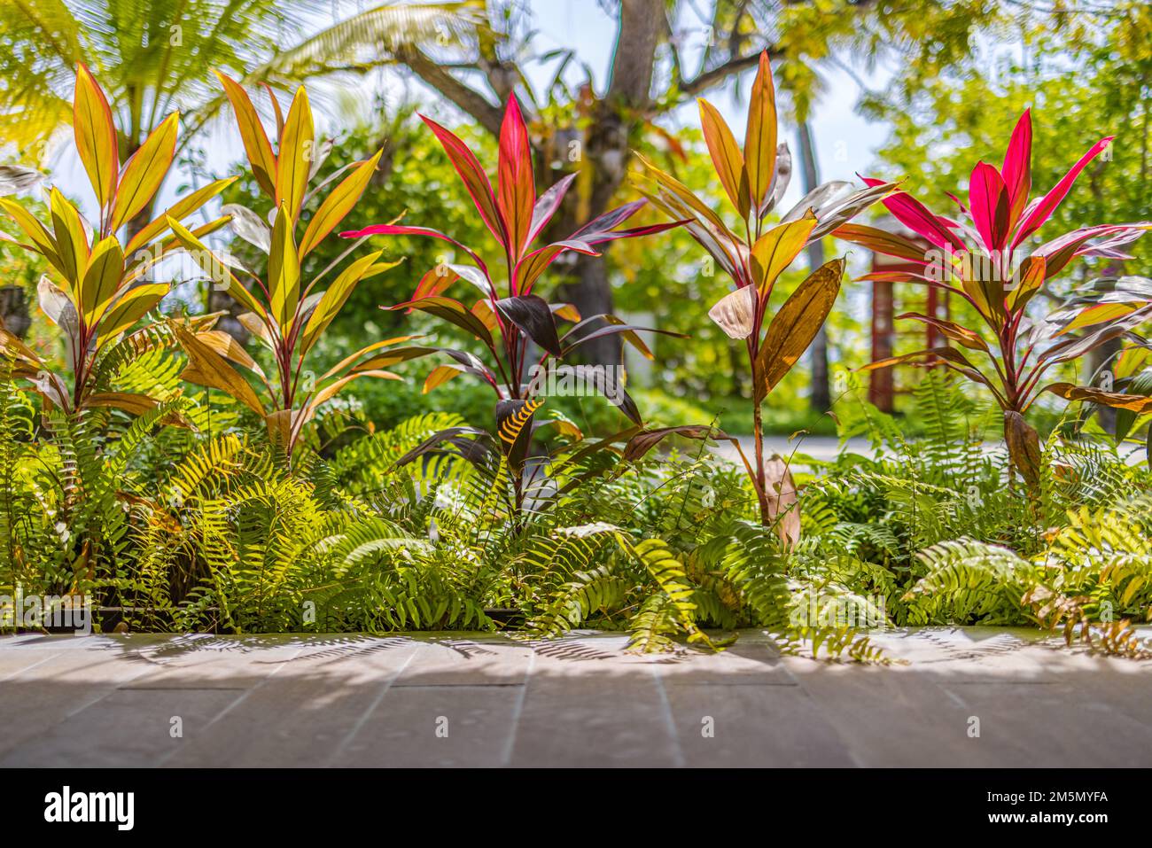 Üppiger tropischer Garten mit bunten Blumen und Pflanzen. Abstrakte Farben eines fantastischen tropischen Gartens mit erstaunlichen Pflanzen und Blumen verschwommen Stockfoto
