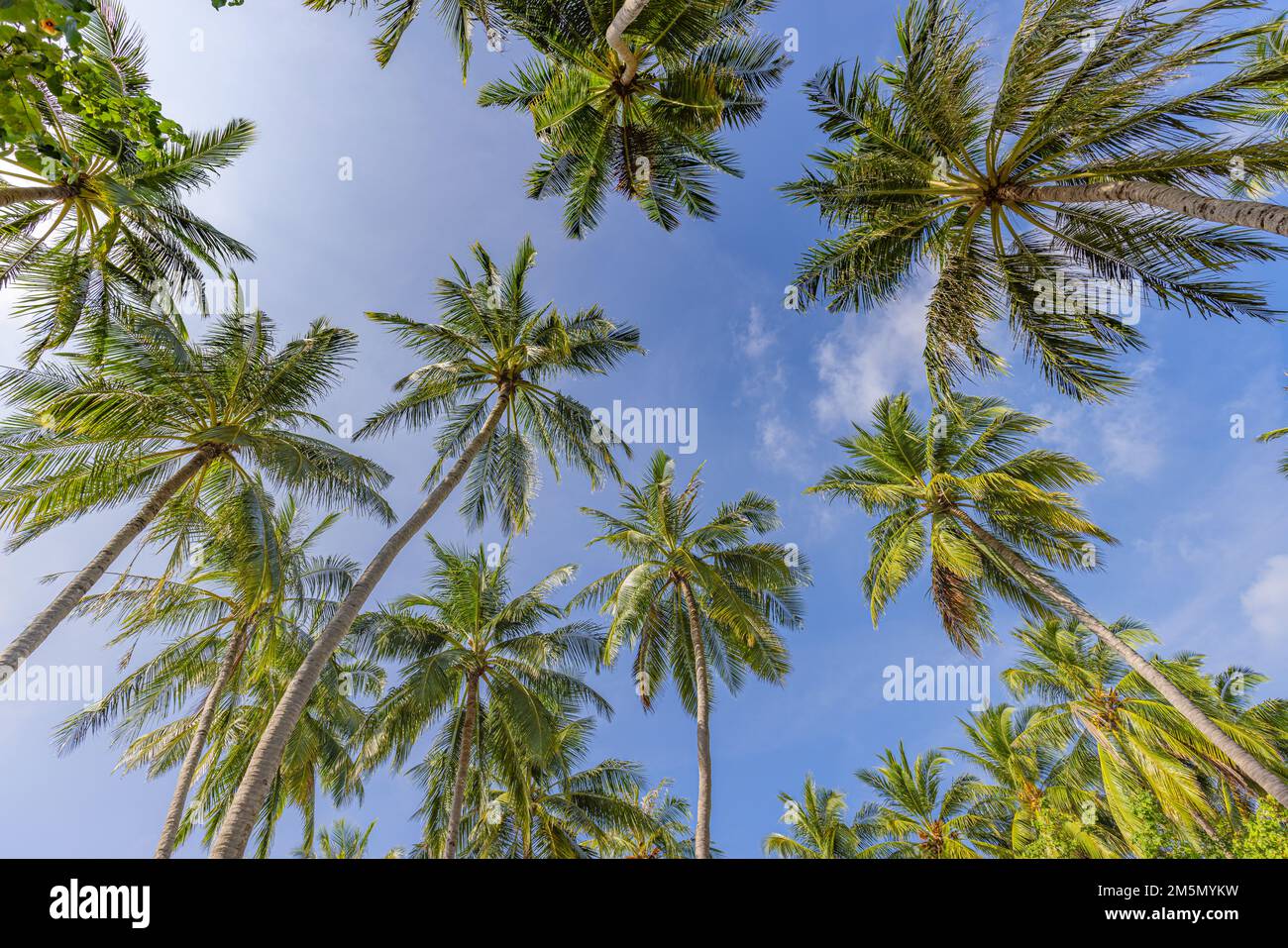 Hintergrundkonzept für tropische Waldbäume. Kokospalmen und friedlicher blauer Himmel. Exotische Sommerlandschaft, grüne Blätter, natürliche Landschaft Stockfoto