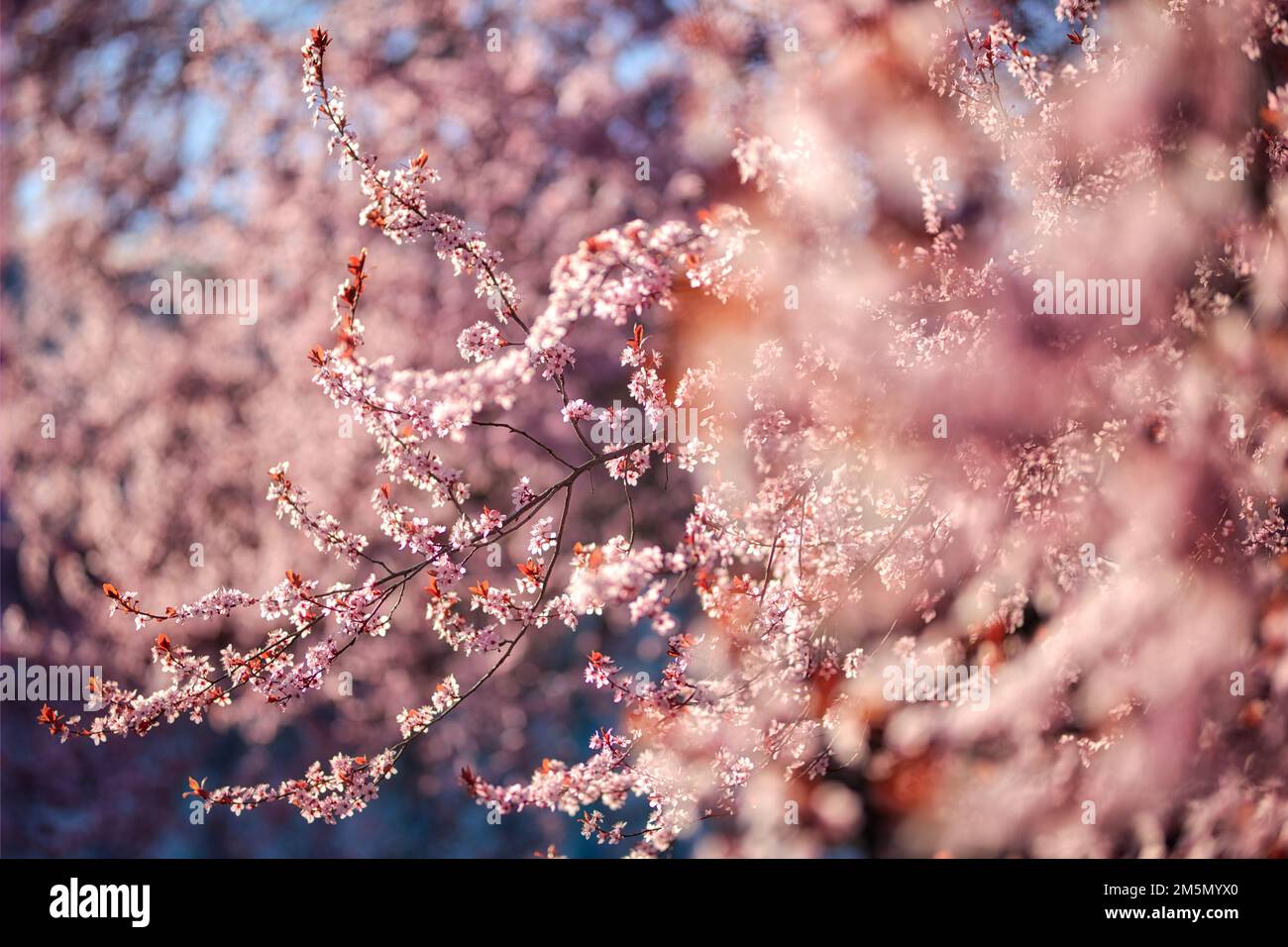 Abstrakter weicher Sonnenuntergang blühende Kirschlandschaft Frühlingsblumen und warmer goldener Sonnenaufgang. Ruhiger Frühlingssommer Natur verschwommen Nahaufnahme Stockfoto