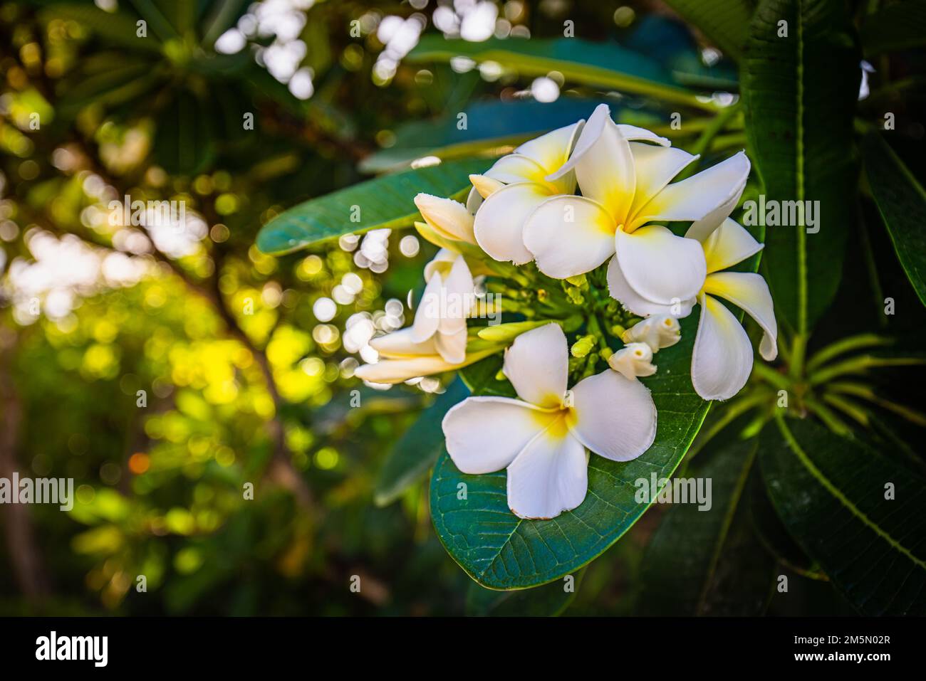 Weiße tropische weiße gelbe Blume über wunderschönem grünen, verschwommenen Laub am Inselstrand, sonniger exotischer Garten. Ruhige Natur, Nahaufnahme, Romantik, Liebe Stockfoto