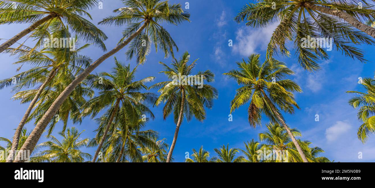 Tropisches Paradies Design Banner Hintergrund. Silhouetten von Kokospalmen an sonnigen Tagen. Panoramablick auf die Landschaft. Ein glückliches, fröhliches Leben, das aufblickt Stockfoto