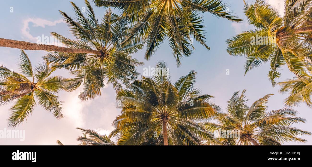 Kopie tropischer Palmen mit Sonnenlicht am Himmelshintergrund. Tropischer Inselstrand, Tiefpunkt, inspirierend motivierend, glücklich Stockfoto