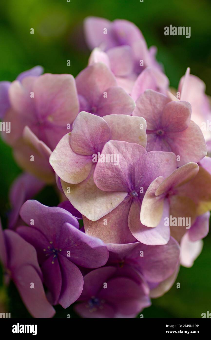 Rosafarbener Blumenstrauß Stockfoto