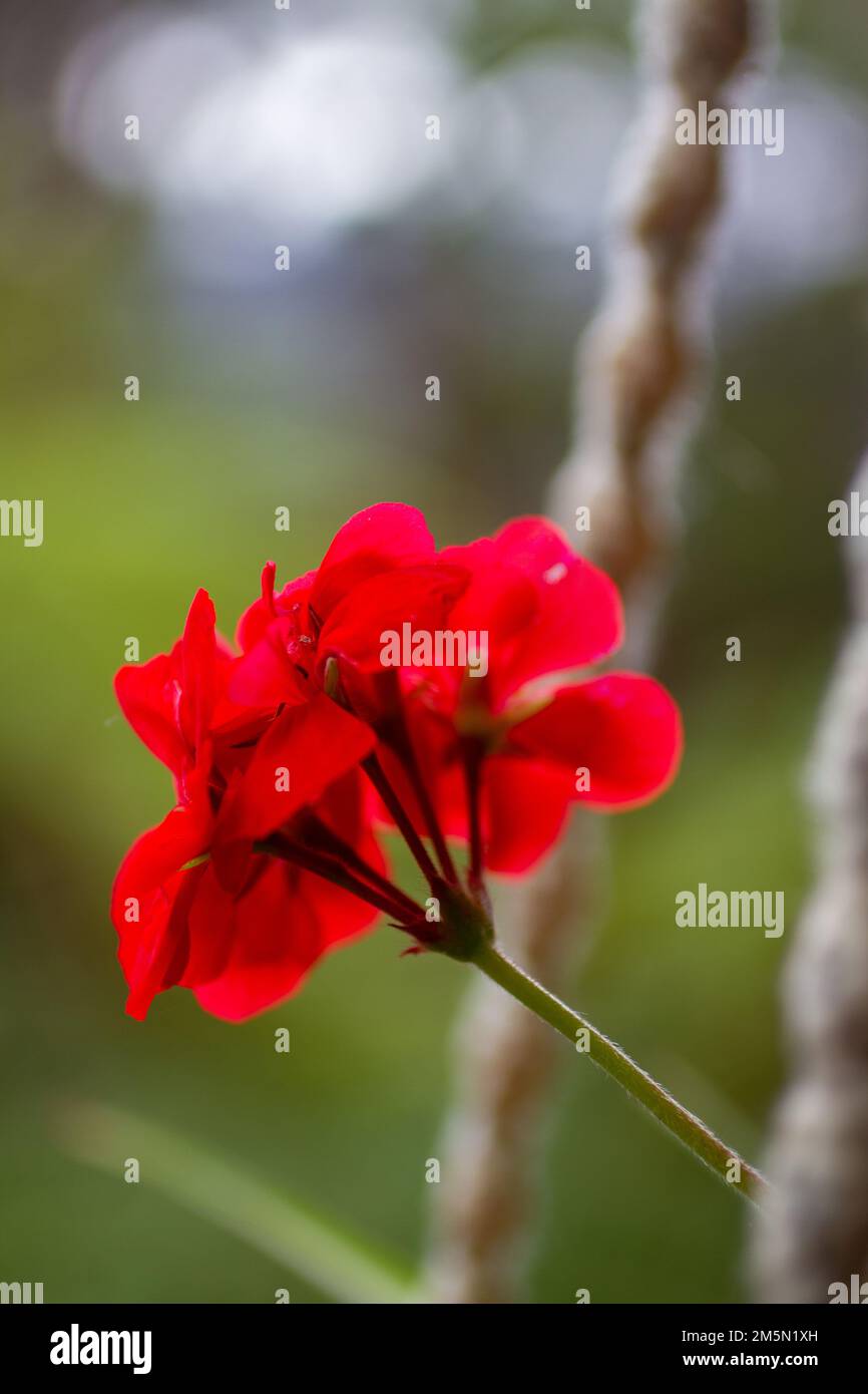 Leuchtend rote Blume im aufgehängten Makramé-Topf Stockfoto