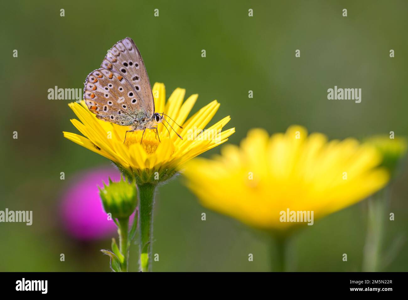 Der Adonisblaue Schmetterling, - Polyommatus bellargus - ruhend auf einer Blüte des Ochsauges - Buphthalmum salicifolium Stockfoto