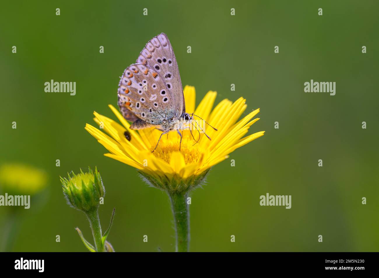 Der Adonisblaue Schmetterling, - Polyommatus bellargus - ruhend auf einer Blüte des Ochsauges - Buphthalmum salicifolium Stockfoto