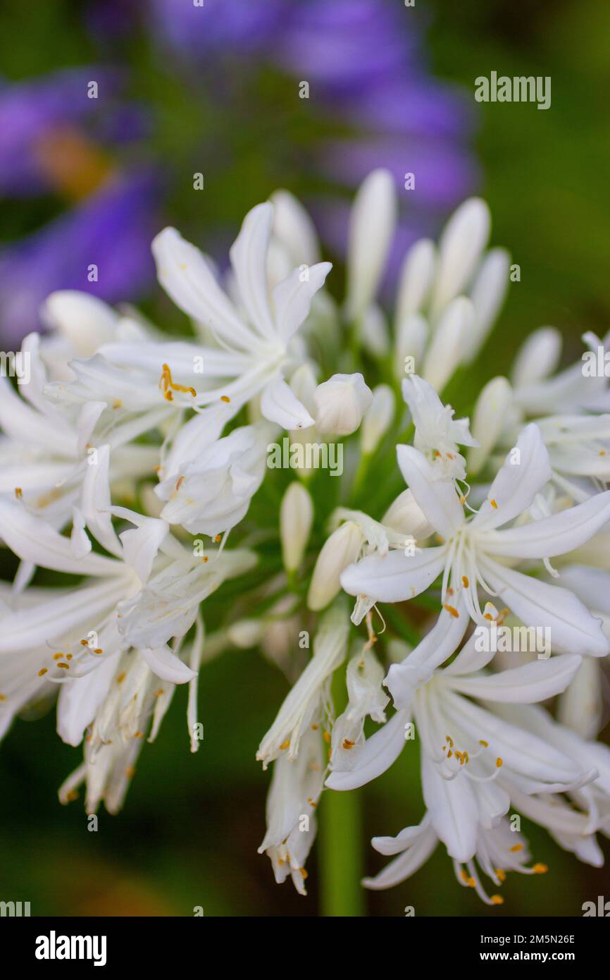 Weißer Blumenstrauch, Nahaufnahme Stockfoto