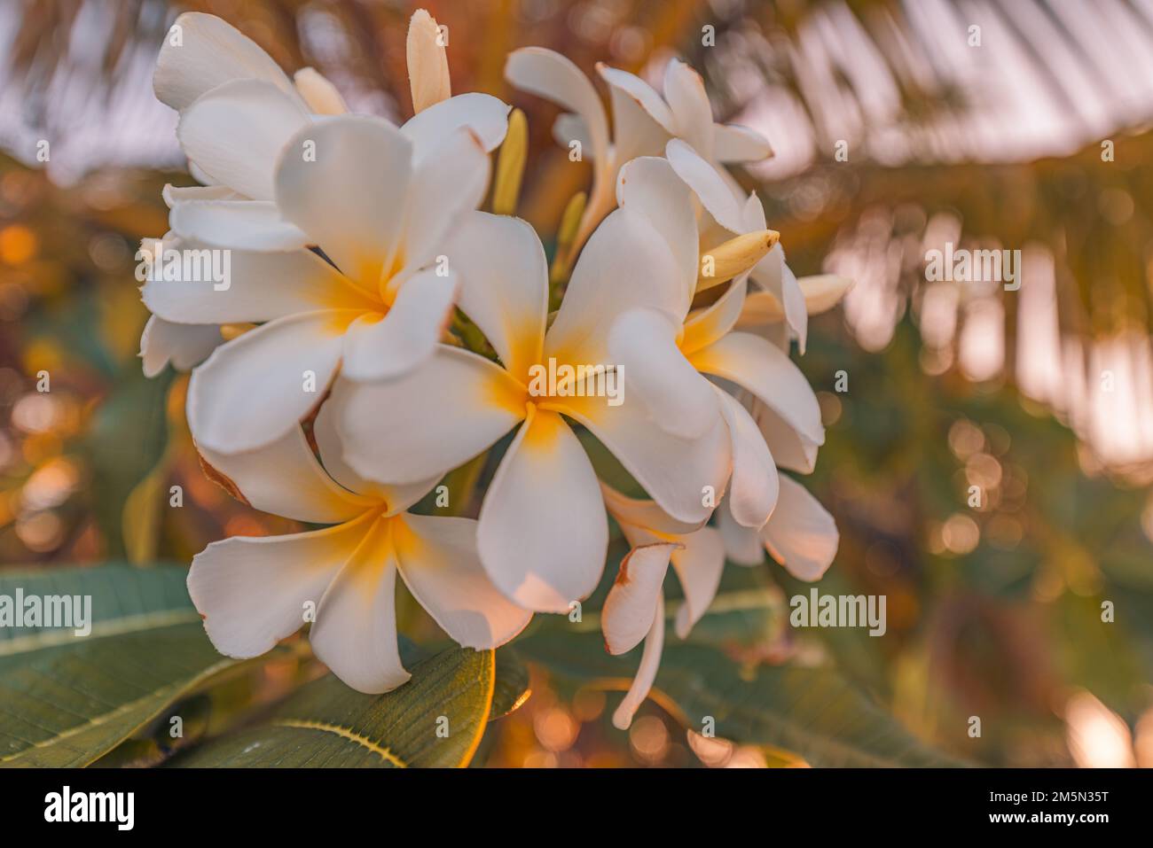 Weiße tropische weiße gelbe Blume über wunderschönem grünen, verschwommenen Laub am Inselstrand, sonniger exotischer Garten. Ruhige Natur, Nahaufnahme, Romantik, Liebe Stockfoto