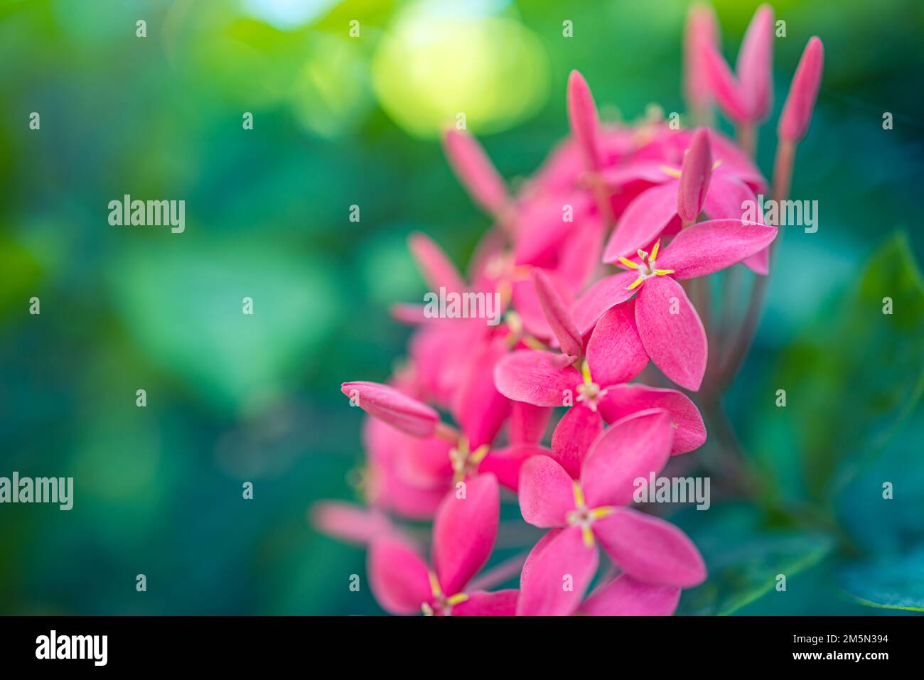 Nahaufnahme mit wunderschönem blumigen natürlichen Hintergrund, künstlerisches Naturmakro. Frühlingssommer-Hintergrund, verschwommenes Bokeh-Laub, farbenfroher Blick auf die Natur. Exotiker Stockfoto