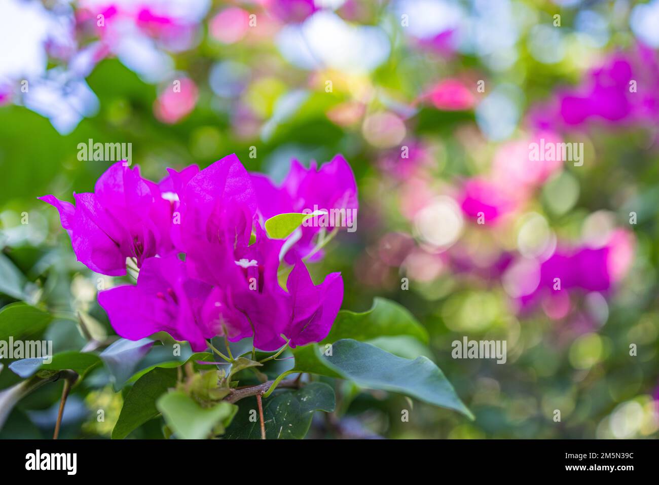 Nahaufnahme mit wunderschönem blumigen natürlichen Hintergrund, künstlerisches Naturmakro. Frühlingssommer-Hintergrund, verschwommenes Bokeh-Laub, farbenfroher Blick auf die Natur. Exotiker Stockfoto