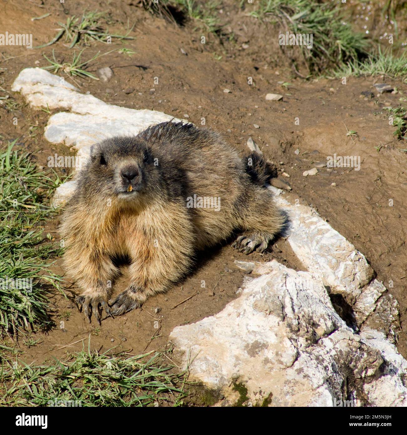 Das süße Bobak-Murmeltier (Marmota Bobak) liegt auf dem Boden und schaut in die Kamera Stockfoto