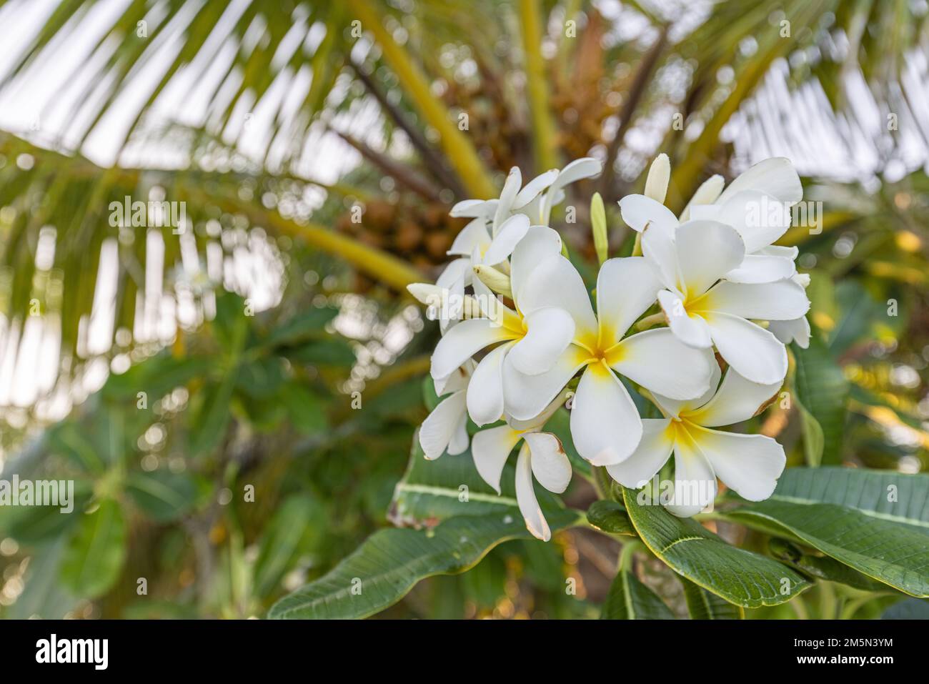 Weiße tropische weiße gelbe Blume über wunderschönem grünen, verschwommenen Laub am Inselstrand, sonniger exotischer Garten. Ruhige Natur, Nahaufnahme, Romantik, Liebe Stockfoto