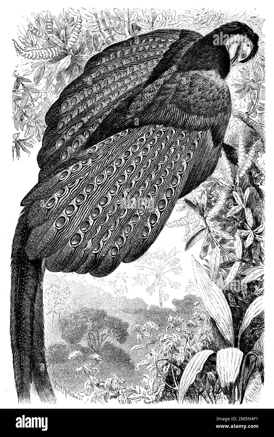 Great Argus, Argusianus argus (Zoologiebuch, 1870), Argusfasan, Argus géant Stockfoto