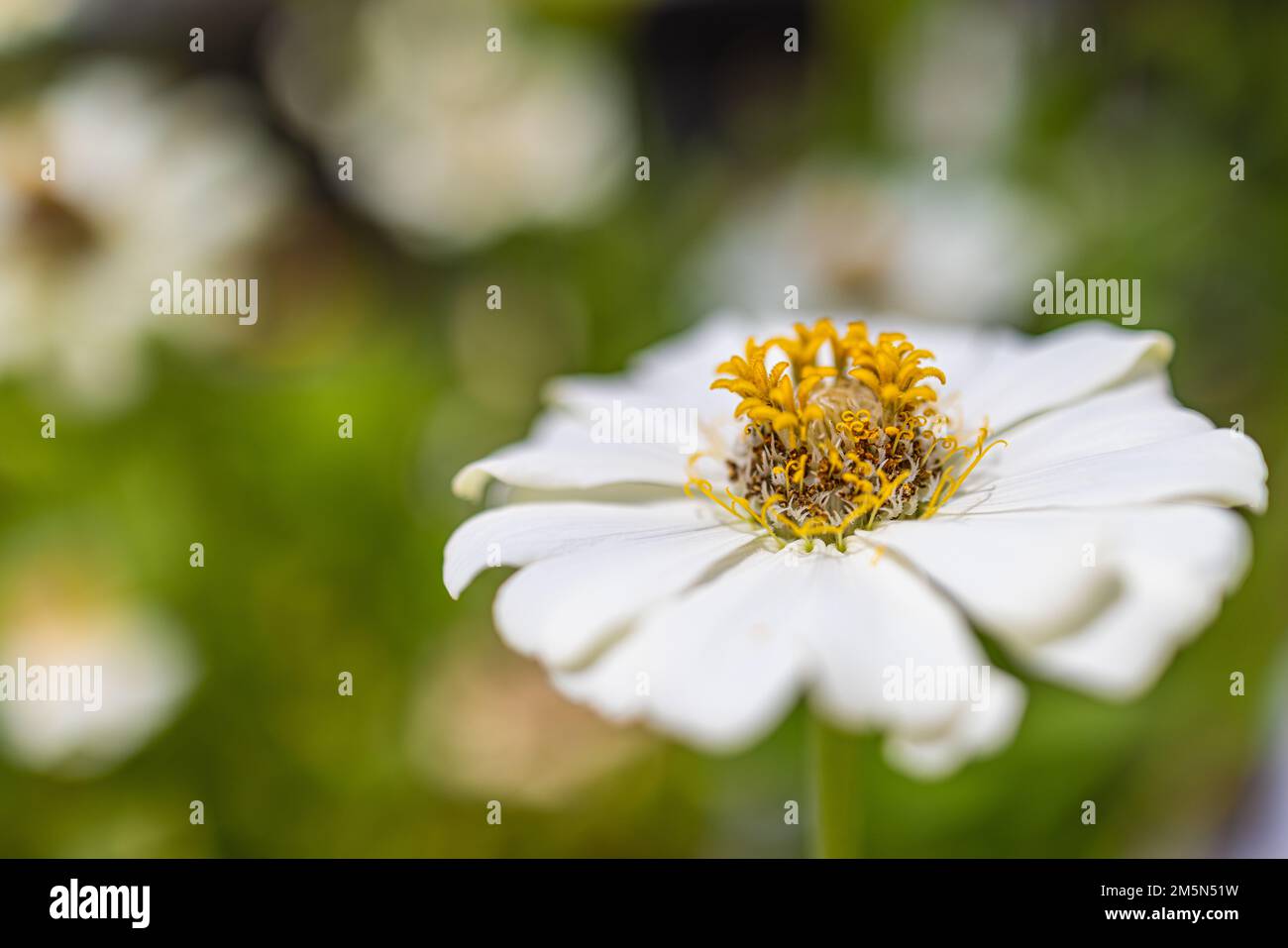 Wunderschöner Naturhintergrund. Makroblick auf die herrliche Anemonblume. Gelbe weiße Blütenblätter, romantische Liebes-Blümchen-Nahaufnahme. Idyllische Natur Stockfoto