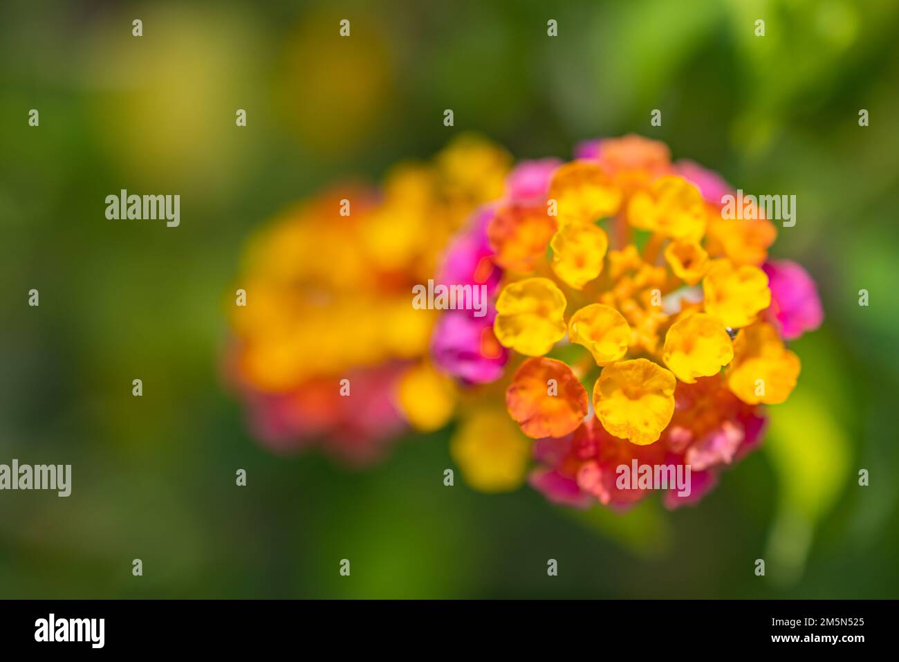 Schöne Makroblumen im tropischen Garten mit verschwommenem grünem Laubhintergrund. Sonnige Nahaufnahme blühende florale Natur, exotische bunte Sommerblumen Stockfoto