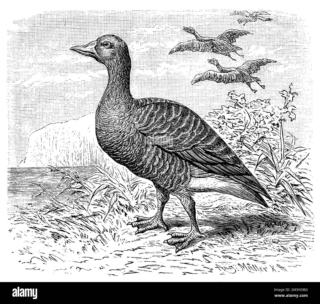 Greylag Goose, Anser anser (Enzyklopädie, 1893), Graugans, oie cendrée Stockfoto