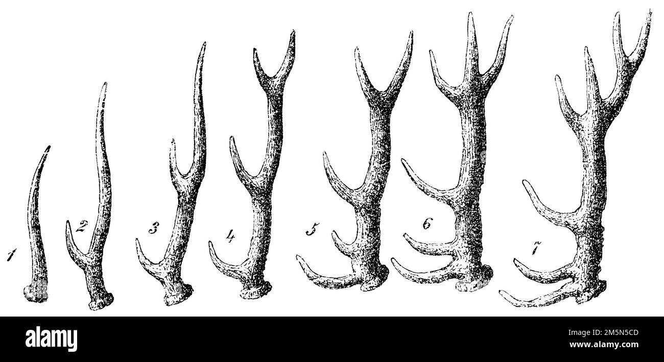 Rotwild, Geweihentwicklung, Cervus elaphus (Enzyklopädie, 1893), Rothirsch, Entwicklung des Geweihs, cerf élaphe, Development de la Ramure Stockfoto