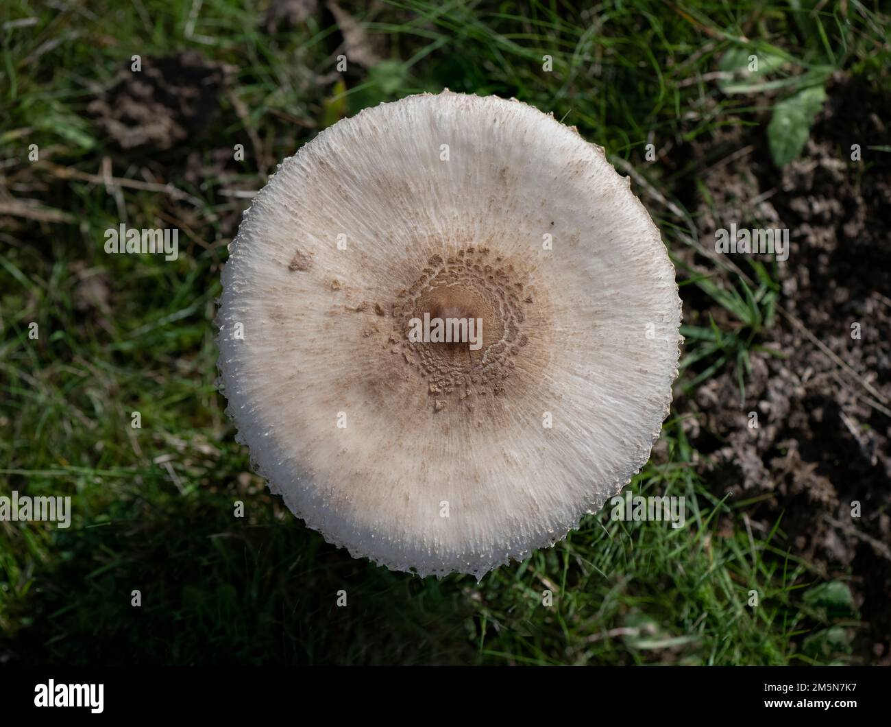 Macrolepiota procera mit Sonnenschirmpilzkappe mit originalem Muster brauner Schuppen in Kreisen, vor dem Hintergrund dunkler trockener Blätter, die Silber hervorheben Stockfoto