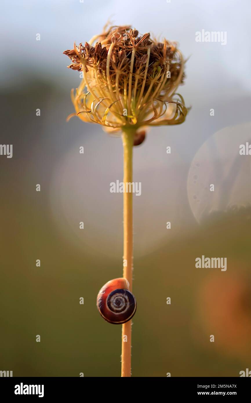 Kleine Schnecken auf einer Sommerwiese, Sachsen, Deutschland Stockfoto