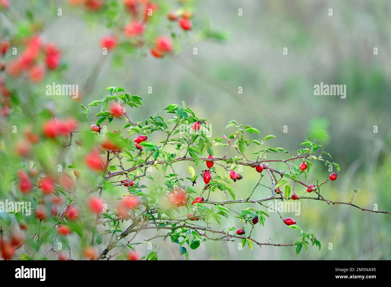 Hunderose (Rosa canina), Spätsommer, Sachsen, Deutschland Stockfoto