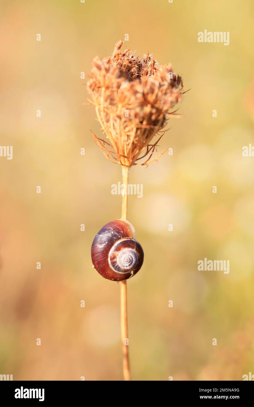 Kleine Schnecken auf einer Sommerwiese, Sachsen, Deutschland Stockfoto