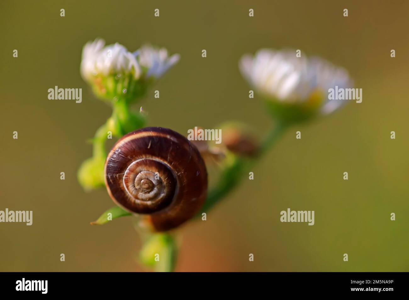 Kleine Schnecken auf einer Sommerwiese, Sachsen, Deutschland Stockfoto