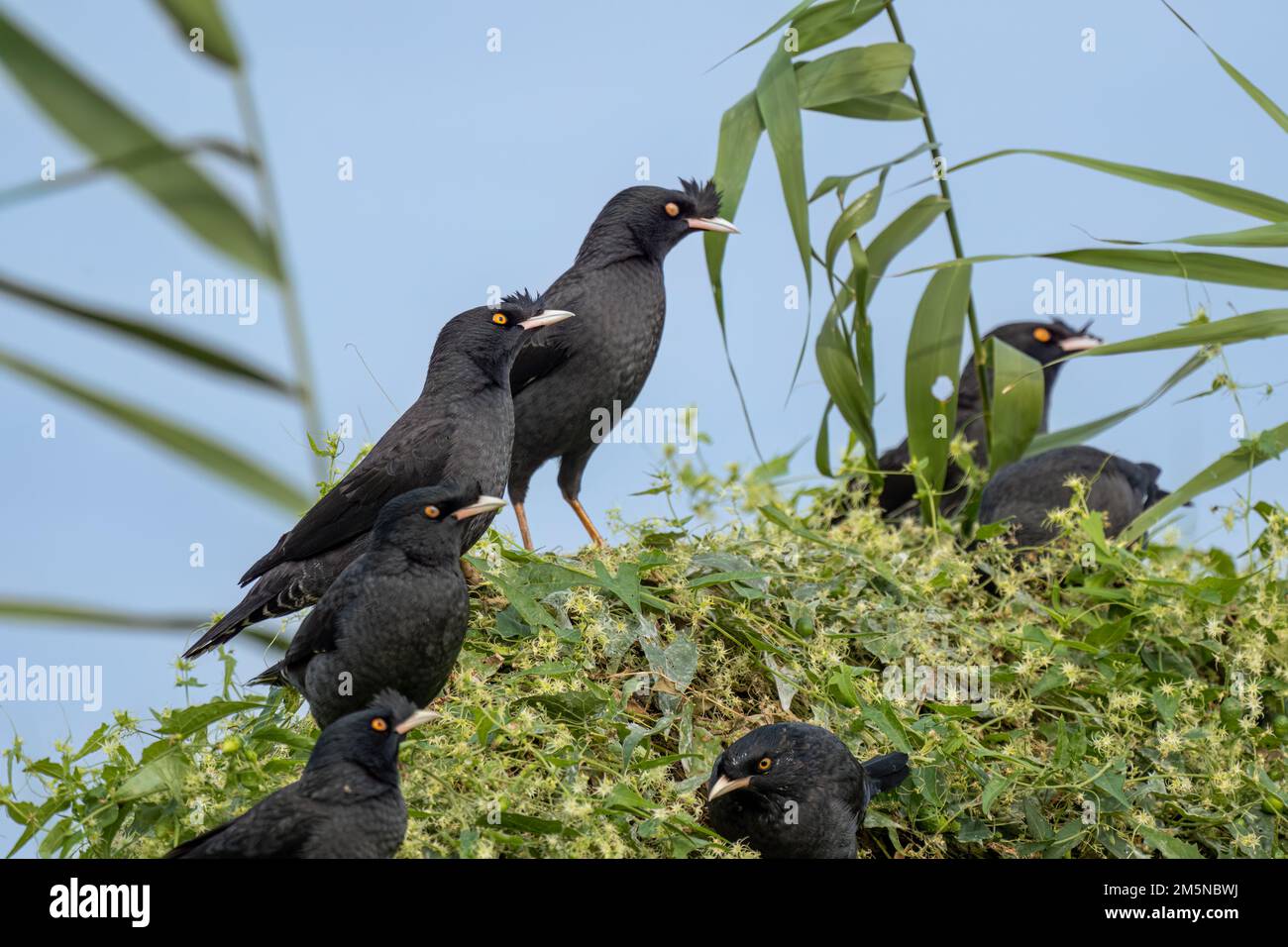 Nahaufnahme einer Kammmyna (Acridotheres cristatellus), die im Sommer an einem sonnigen Tag auf einem grünen Busch steht oder sitzt Stockfoto