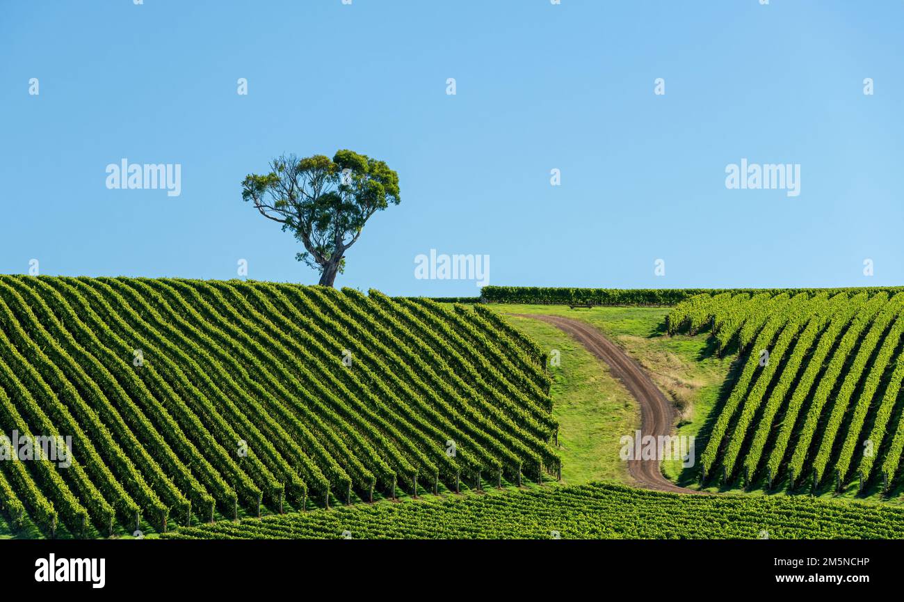 Reihen von Weinreben auf einem Hügel mit einem Pfad, der zu einem einsamen Baum führt, mit einem isolierten blauen Himmel mit Kopierraum. Stockfoto