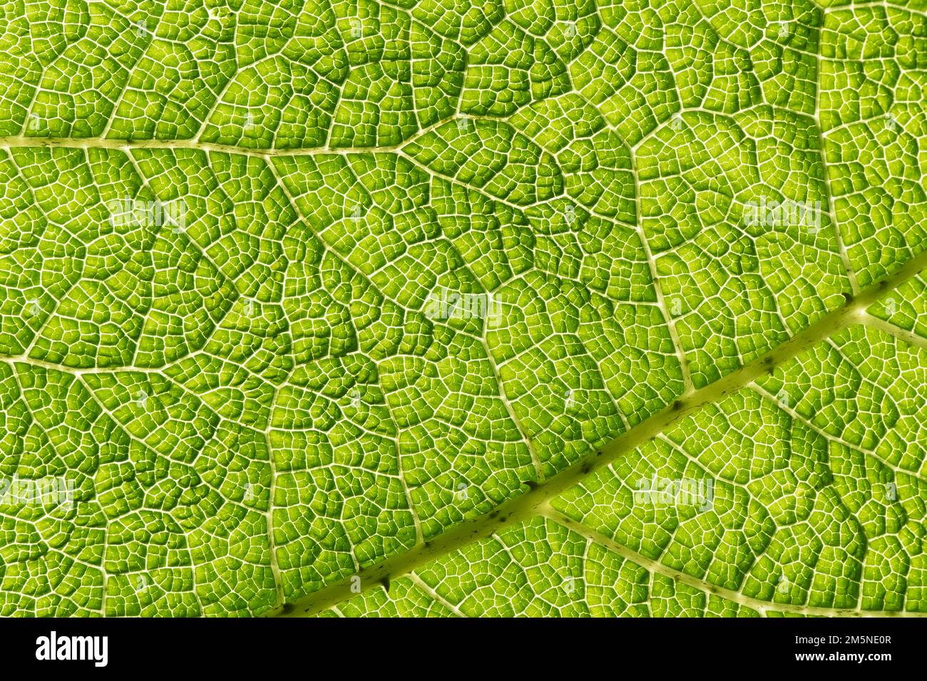 Detailansicht der Makroblätter Stockfoto