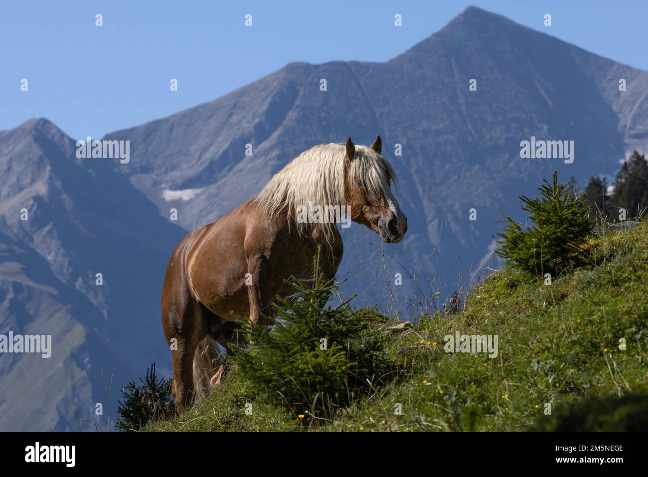 Braunes Pferd mit weißer Mähne auf steiler alpiner Wiese Stockfoto