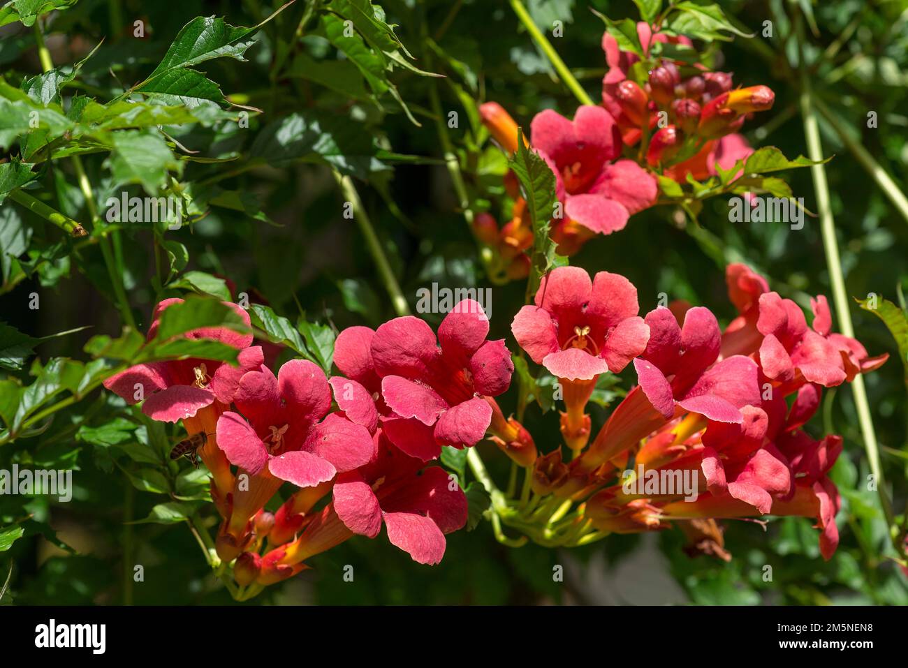 Blumen eines Trompetenkriechers (Campsis), Bayern, Deutschland Stockfoto