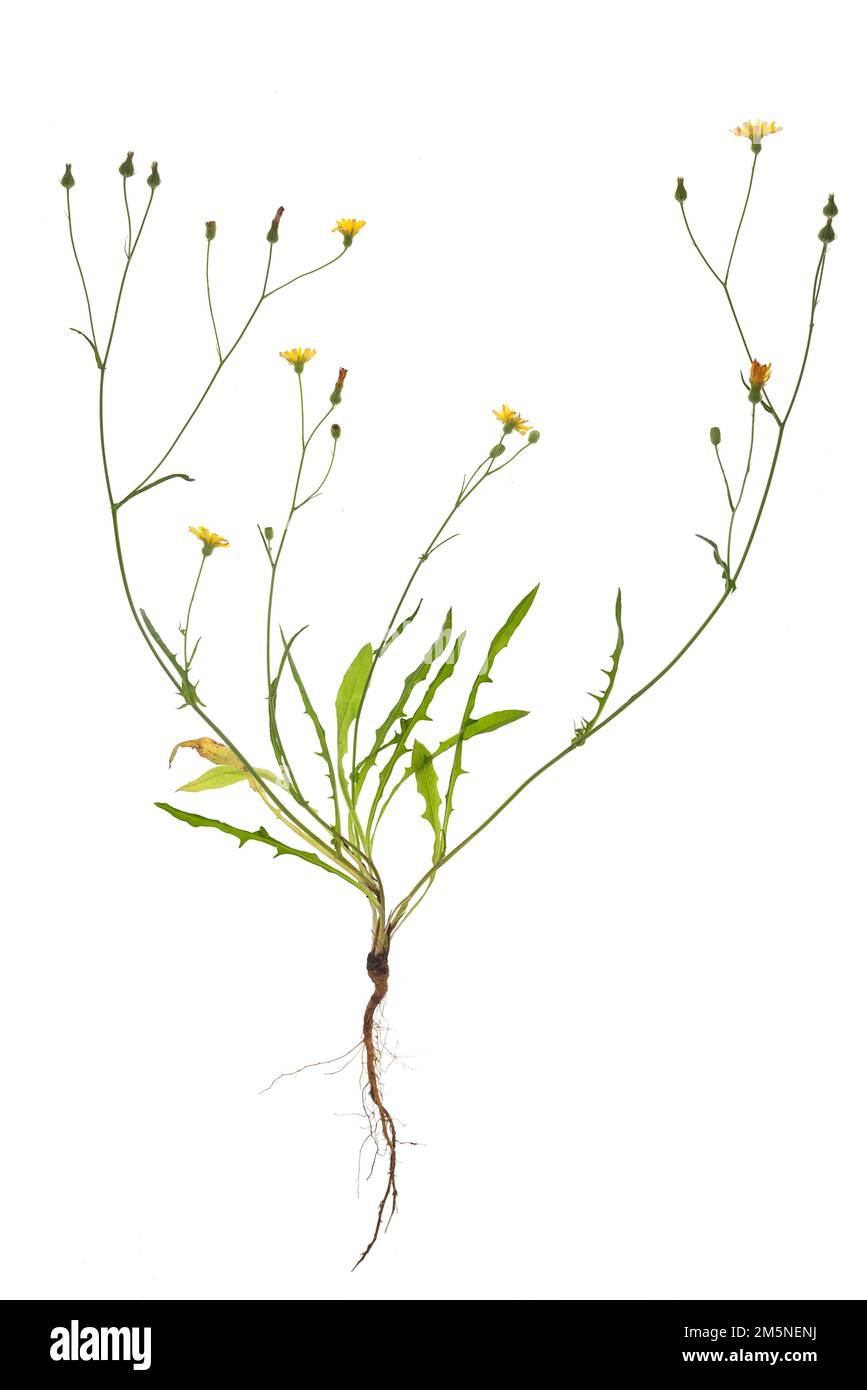 Glatter Habichtsbart (Crepis capillaris), auf weißem Boden, Bayern, Deutschland Stockfoto