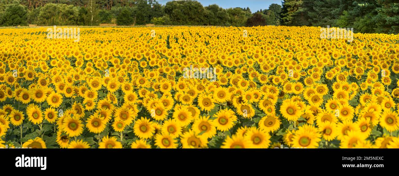 Sonnenblumenfeld (Helianthus annuus) in der Morgensonne, Franken, Bayern, Deutschland Stockfoto