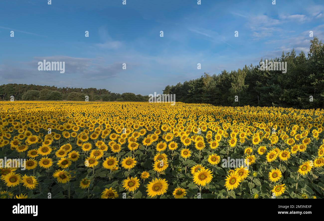Sonnenblumenfeld (Helianthus annuus) in der Morgensonne, Franken, Bayern, Deutschland Stockfoto