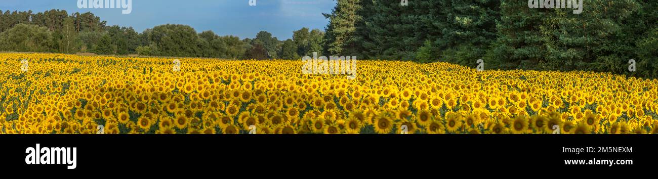 Sonnenblumenfeld (Helianthus annuus) in der Morgensonne, Franken, Bayern, Deutschland Stockfoto