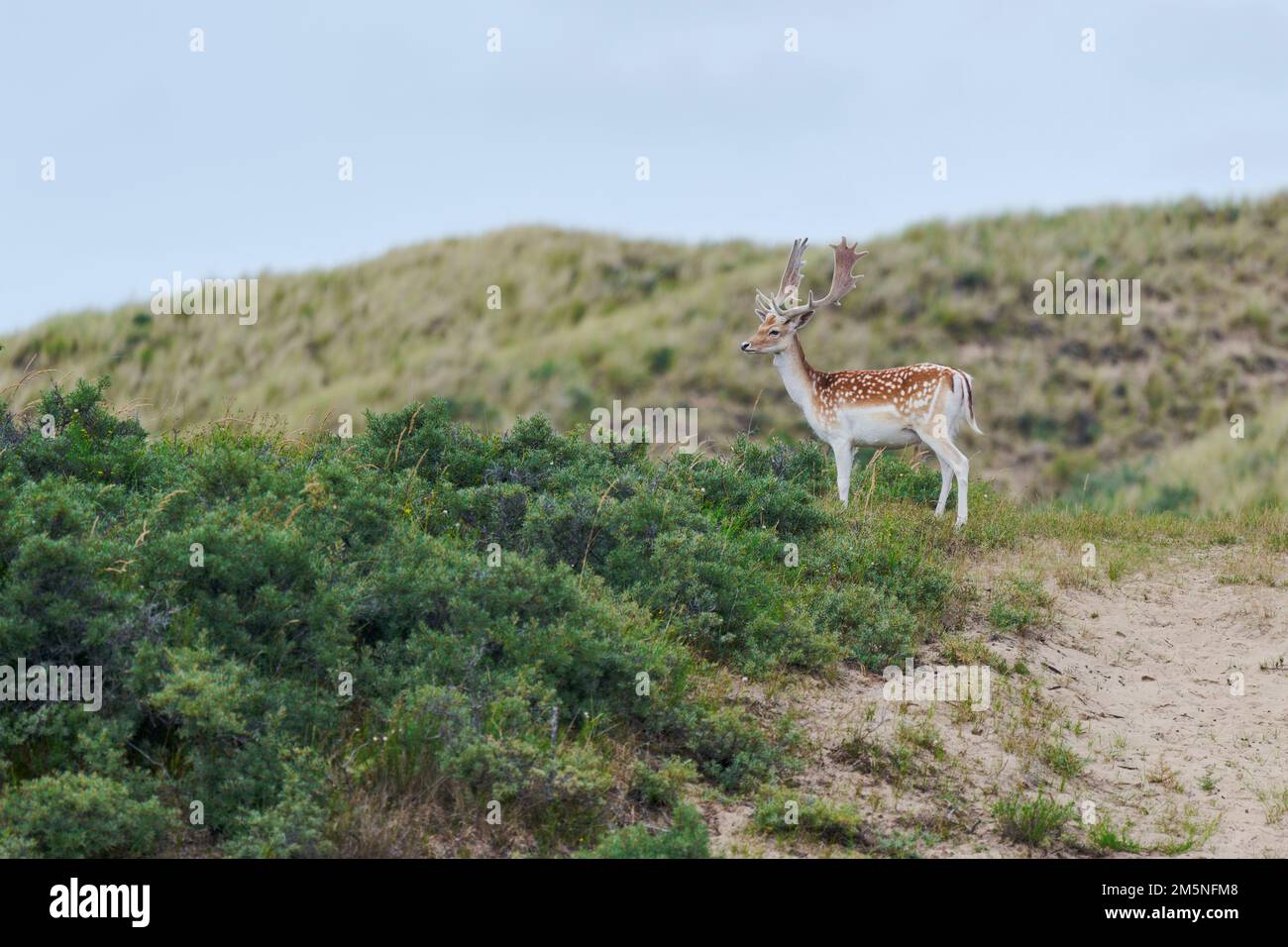 Damhirsch, Dama Dama, Damhirsch Stockfoto