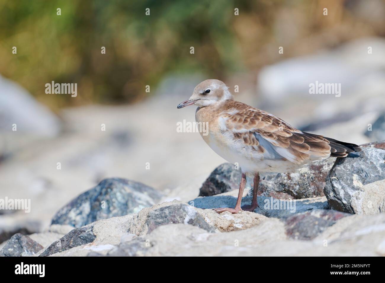 Lachmoewe Jungtier, Chroicocephalus ridibundus, Juvenile Schwarzkopfmöwe Stockfoto