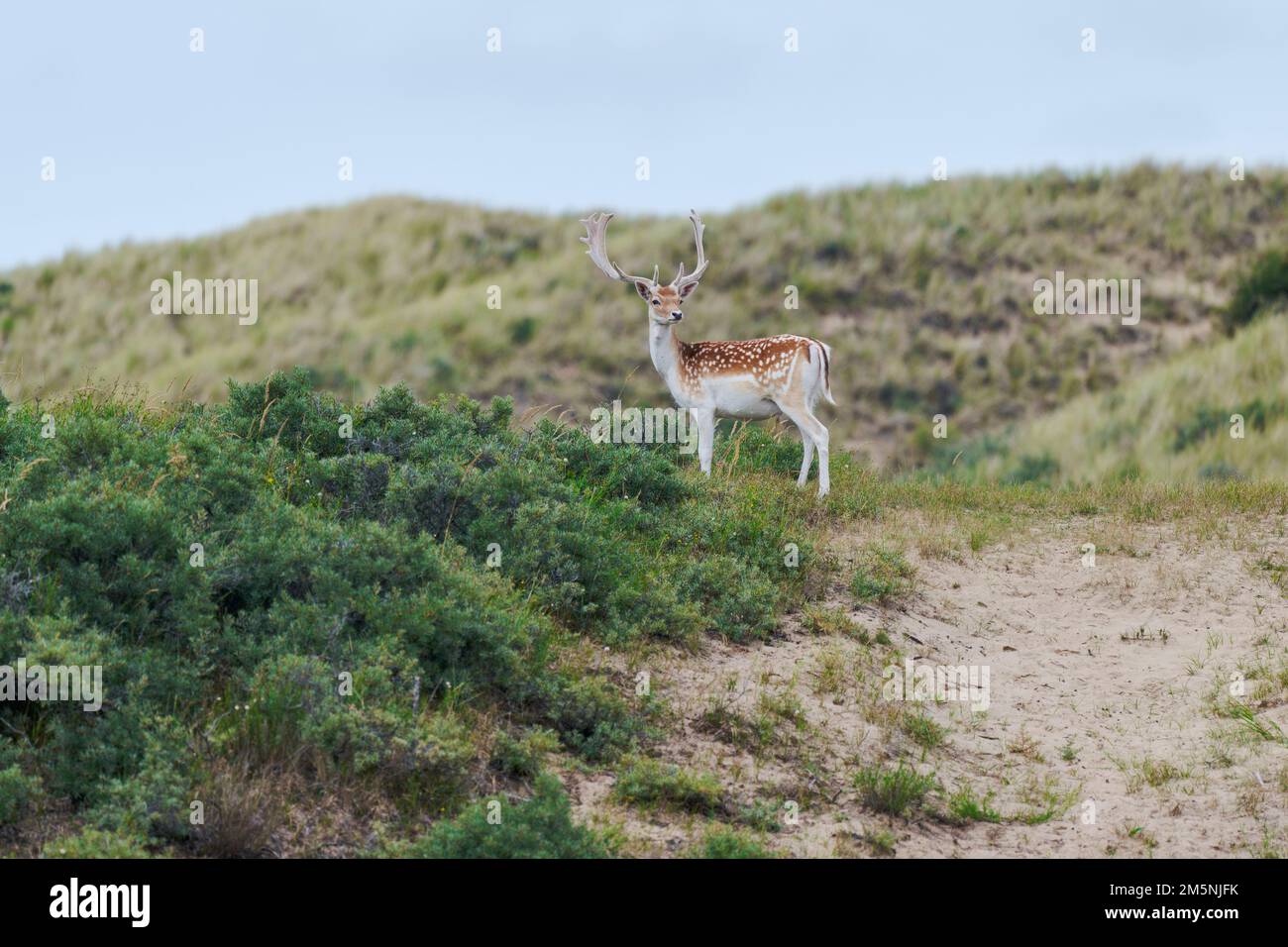 Damhirsch, Dama Dama, Damhirsch Stockfoto