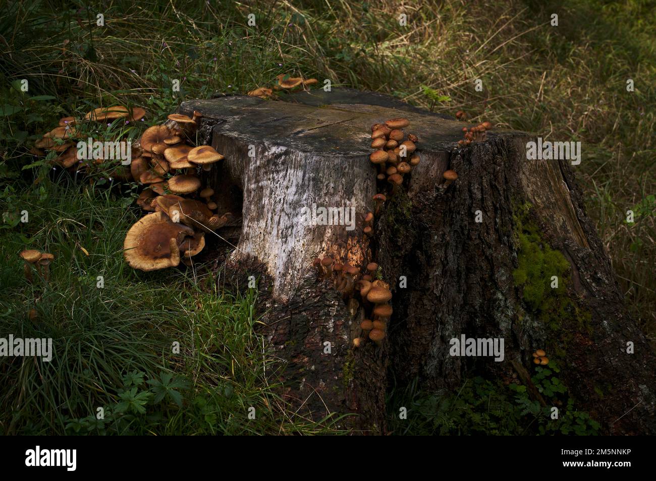 Pilzbefall auf einem abgesägten Baumstumpf, Wanderweg nach Autenalm, Elfer, Neustift, Stubai-Tal, Tirol, Österreich Stockfoto