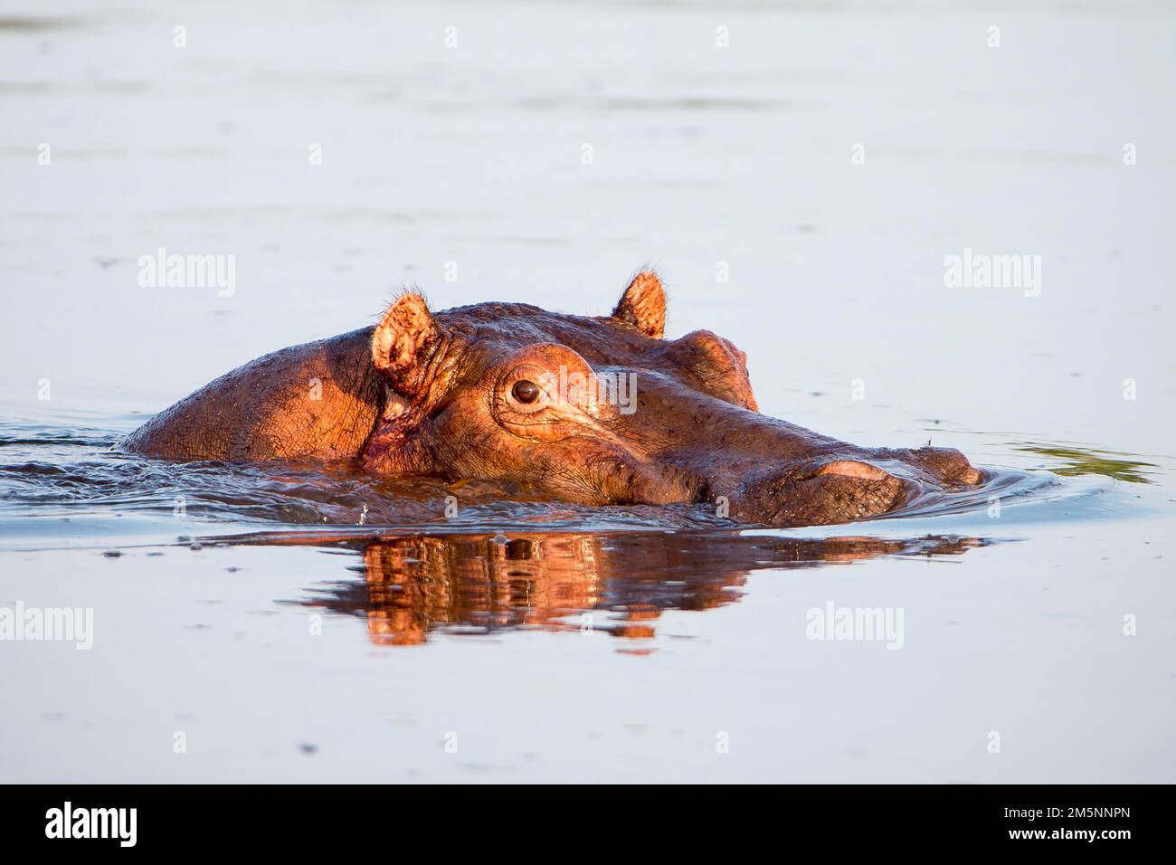 Hippo (Hippopotamus amphibius), Schwimmen, Uganda Stockfoto