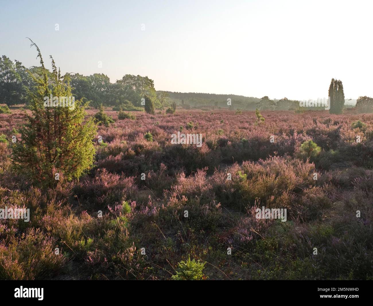 Die Heide blüht am frühen Morgen im Lueneburger Naturpark Heath. Die Landschaft in den Naturschutzgebieten der Heide blüht in violetten bis violetten Farbtönen Stockfoto