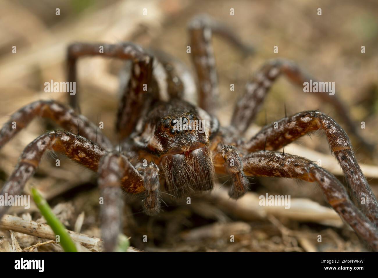 Vorderansicht einer jungen Floßspinne, Dolomedes Fimbriatus am Boden Stockfoto