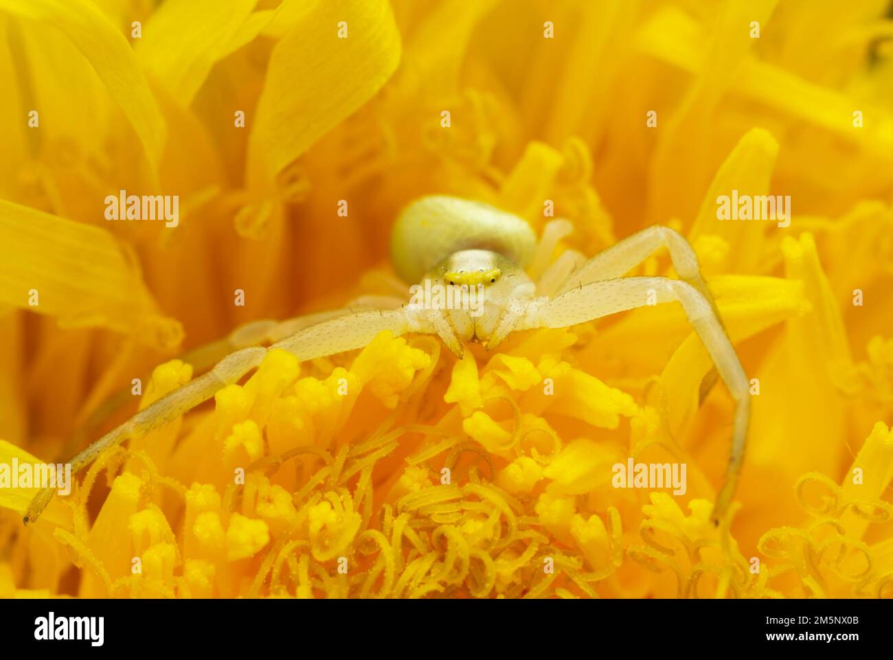 Goldene Krabbenspinne, Misumena vatia wartet auf Beute in Löwenzahnblüte Stockfoto
