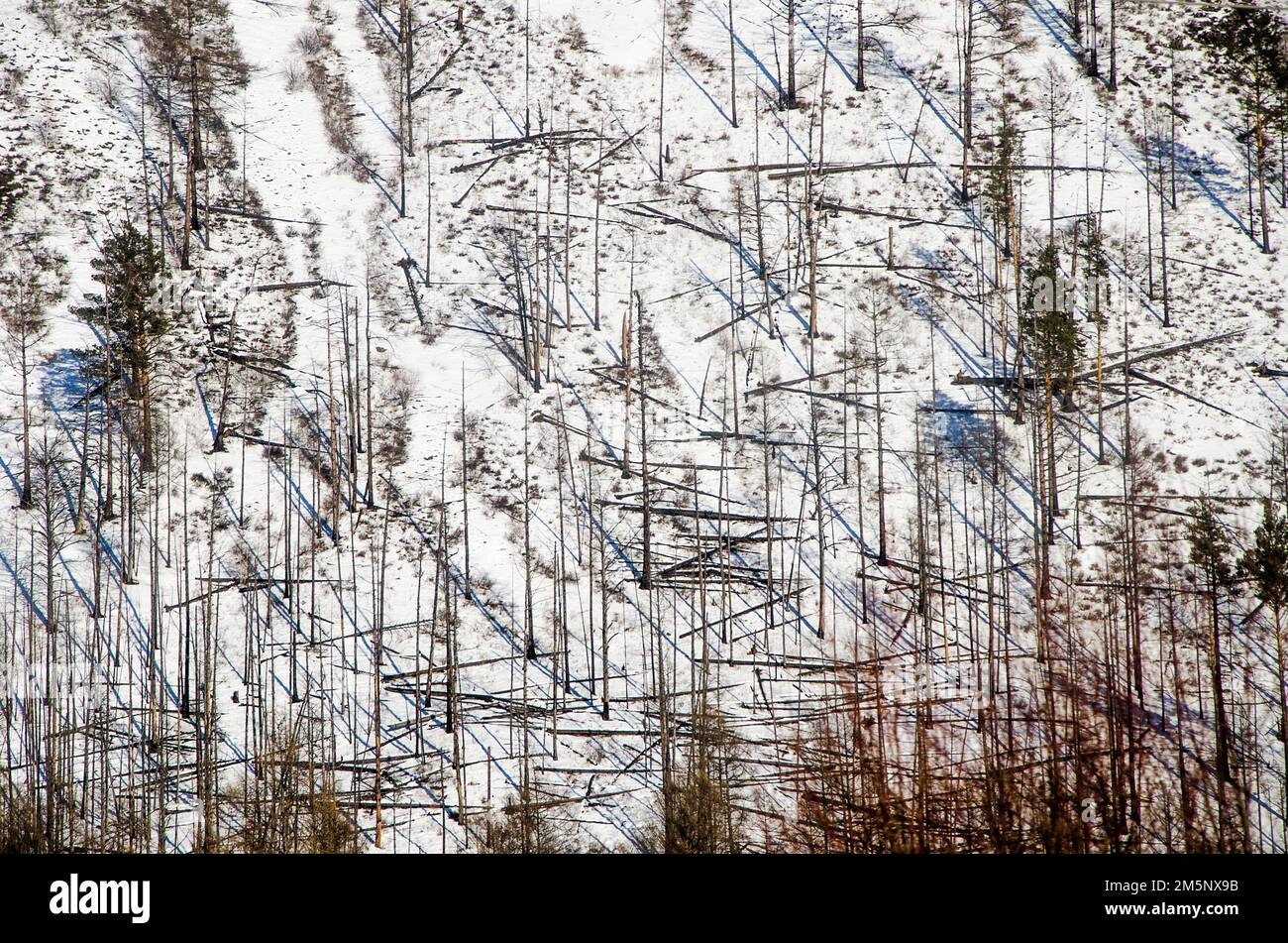 Forest, Provinz Irkutsk, Sibirien, Russland Stockfoto