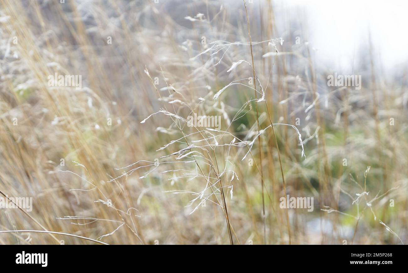 Gras, Gräser, Waldbodeen, Schnee, Teutoburger Wald, Eggegebirge Stockfoto