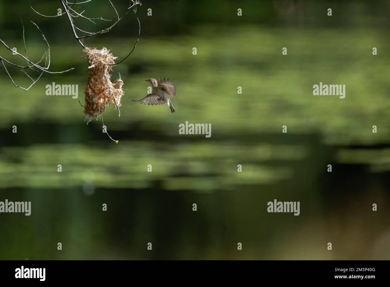 Ein Honeyeater mit Braunrücken befindet sich mitten im Flug zu seinem Nest mit Nistmaterial im Cattana Wetlands in Cairns, Queensland, Australien. Stockfoto