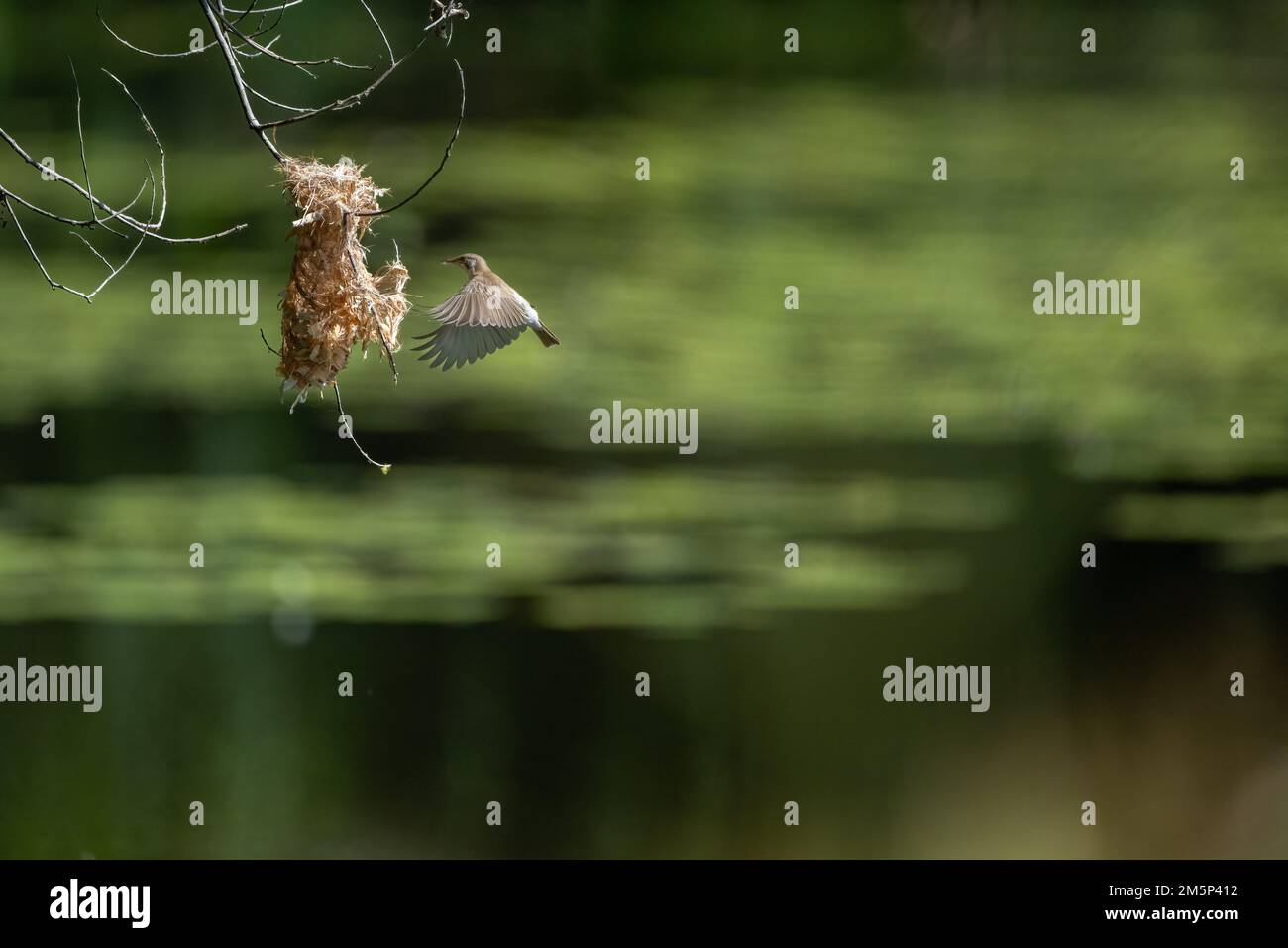 Ein Honeyeater mit Braunrücken befindet sich mitten im Flug zu seinem Nest mit Nistmaterial im Cattana Wetlands in Cairns, Queensland, Australien. Stockfoto